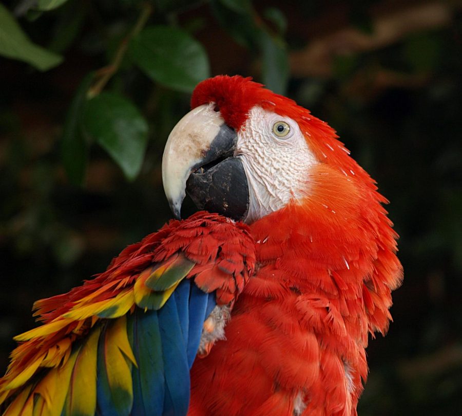 Humans Are Threatening The Existence Of Macaws The Daily Howl