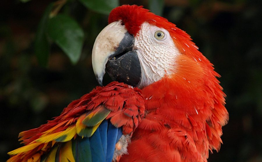 The scarlet macaw is one of several endangered macaw species, mostly due to poaching.
https://commons.wikimedia.org/wiki/File:Scarlet-Macaw.jpg
