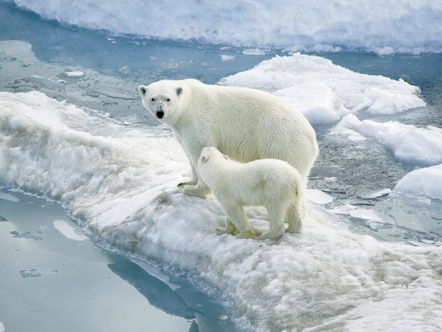 The Polar Bear Crisis