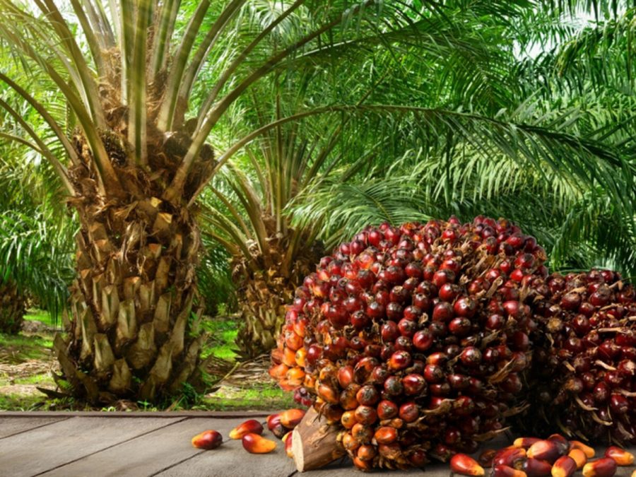 Palm Oil Taking Over
