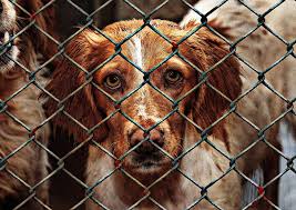 Castaic Animal Shelter Reaches Full Capacity
