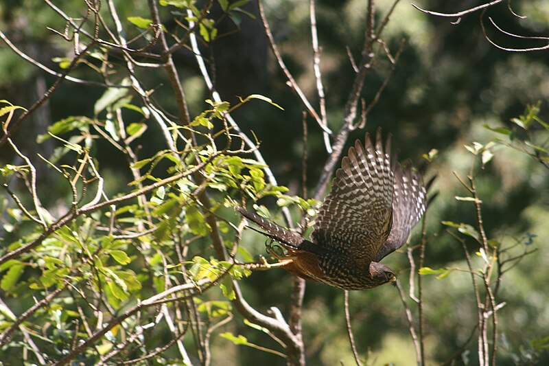 Wikipedia Commons - The New Zealand Falcon in flight, Zealandia wildlife sanctuary. Wellington, New Zealand